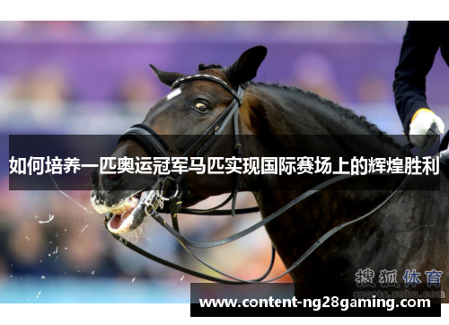 如何培养一匹奥运冠军马匹实现国际赛场上的辉煌胜利